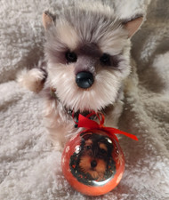 Douglas yettie yorkie for sale  Denton
