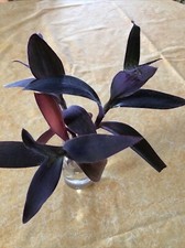 Tradescantia pallida purpurea gebraucht kaufen  Stuttgart