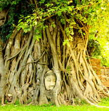 Medicinal ficus religiosa for sale  Saint Augustine