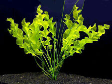 Aponogeton ulvaceus feuilles d'occasion  Krautergersheim