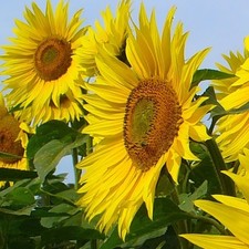 Lot graines soleil d'occasion  Chazelles