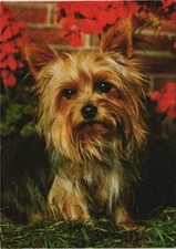 Cpa yorkshire dog d'occasion  Expédié en France