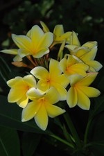 Florida professionally grown for sale  Tampa