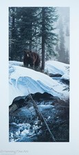 Beautiful american grizzly for sale  Orlando