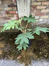 Tetrapanax papyrifera chinese for sale  FERRYHILL
