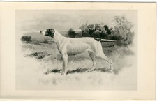 Pointer rare 1897 for sale  COLEFORD