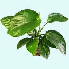 anubias nana petite for sale anubias nana petite for sale Forney