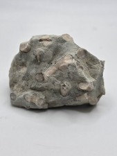 Rocas y minerales: cáscara fósil 10 segunda mano Rocas y minerales: cáscara fósil 10 segunda mano  Embacar hacia Mexico