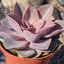 Echeveria purple pearl for sale  Fresno