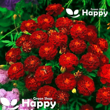 French marigold carmen for sale  DONCASTER