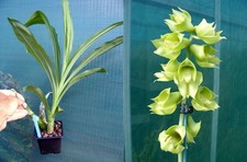 Catasetum planiceps orchidée d'occasion  Fumel