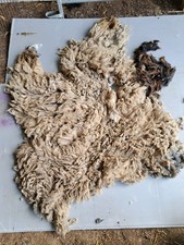 Shearling shetland wool for sale  DOVER