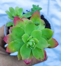 Sedum palmeri red d'occasion  Aire-sur-l'Adour