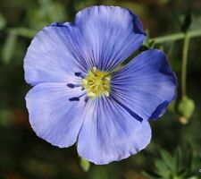 Blue flax linum for sale  Berwyn