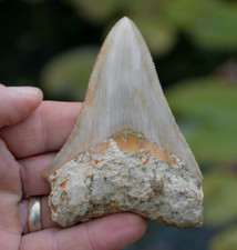 Mega megalodon shark for sale  UK