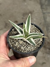Agave victoriae reginae gebraucht kaufen  Krefeld