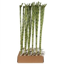 Lucky bamboo 90cm usato  Terlizzi