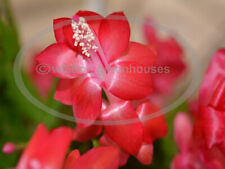 Thanksgiving cactus schlumberg for sale  Camden Wyoming