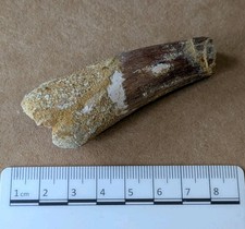 Spinosaurus tooth partial. for sale  LEIGH-ON-SEA