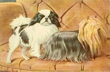 Print book dogs for sale  SHREWSBURY