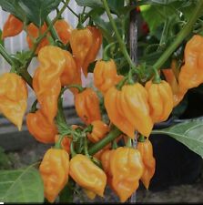 Dorset naga orange for sale  SUDBURY