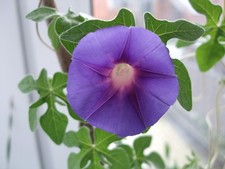 Ipomoea pubescens caudex gebraucht kaufen  Ochtrup