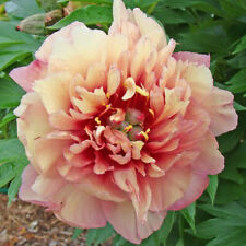 Semi peonia berry usato  Trappeto