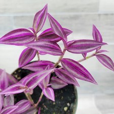 Tradescantia zebrina wandering for sale  Reseda