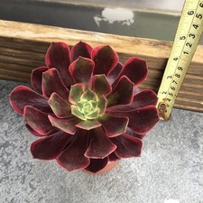 Aeonium canary for sale  GRAVESEND