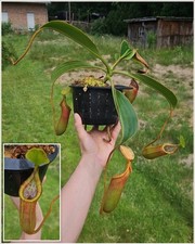 Nepenthes nepenthes trusmadien gebraucht kaufen  Ahrensburg
