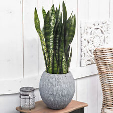 Snake plant large for sale  UK