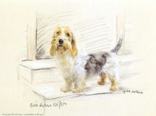 Petit basset griffon usato  Spedire a Italy