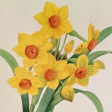 Redoute print narcissus for sale  Sahuarita
