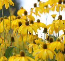 Rudbeckia laciniata single for sale  NORWICH