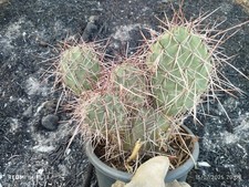 Opuntia sulphurea big usato  Paterno