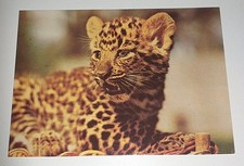 baby leopard gebraucht kaufen  Haßmersheim