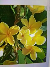Hawaiian yellow plumeria d'occasion  Expédié en Belgium