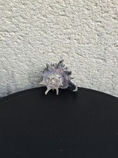 Coquillage angora delphine d'occasion  Auch