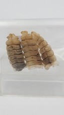 Set three rattlesnake for sale  Cass City