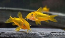 Gold laser corydoras d'occasion  Expédié en Belgium