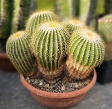 großer kaktus gebraucht kaufen großer kaktus gebraucht kaufen Korbach