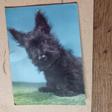 Vintage musical dog d'occasion  Expédié en Belgium