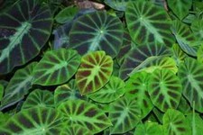 Colocasia jenningsii bulbs for sale  HIGH WYCOMBE