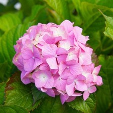 Hortensja ogrodowa Bouquet Rose P9/C1 na sprzedaż  PL