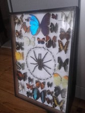 Entomologie. grand coffret d'occasion  Le Puy-en-Velay