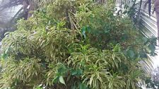 Dracaena song india for sale  Miami