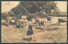 Oristano città bovini usato  Gambolo