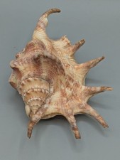 Beautiful lambis spider for sale  Porter Ranch