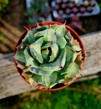 Agave potatorum ouhi for sale  CLACTON-ON-SEA