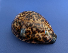 Cypraea tigris 103 d'occasion  Nice-
